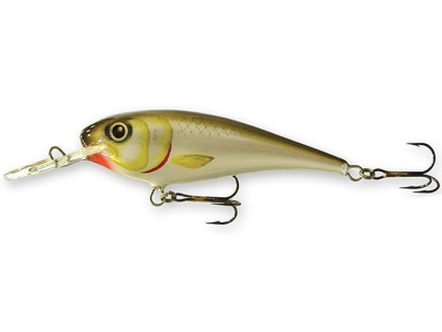 Goldy Troter F 6cm